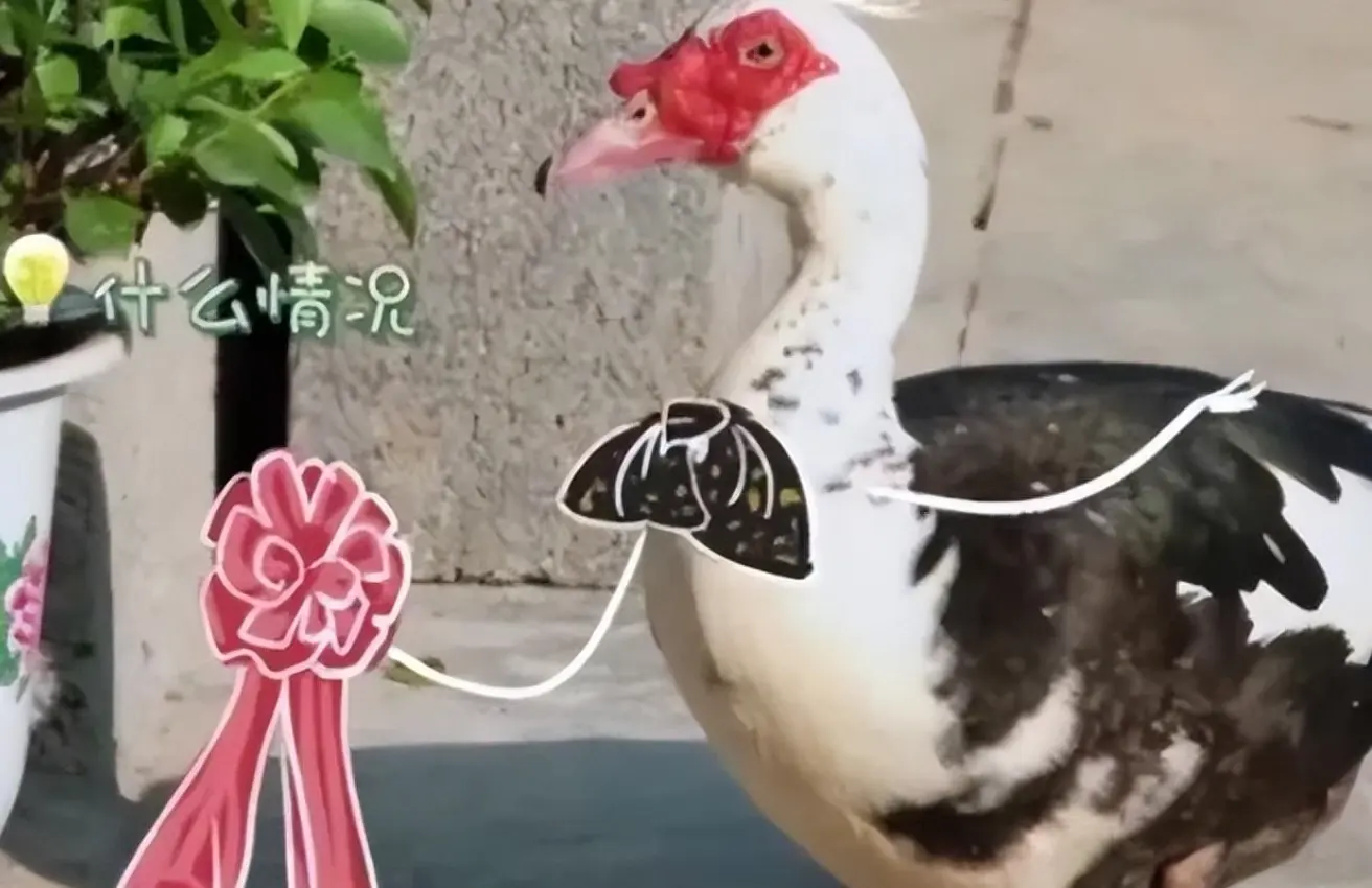 龚俊鸭子是什么梗，龚俊为什么不能和鸭子一起同框